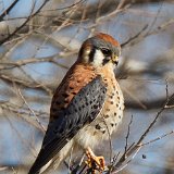 12SB1012 American Kestrel